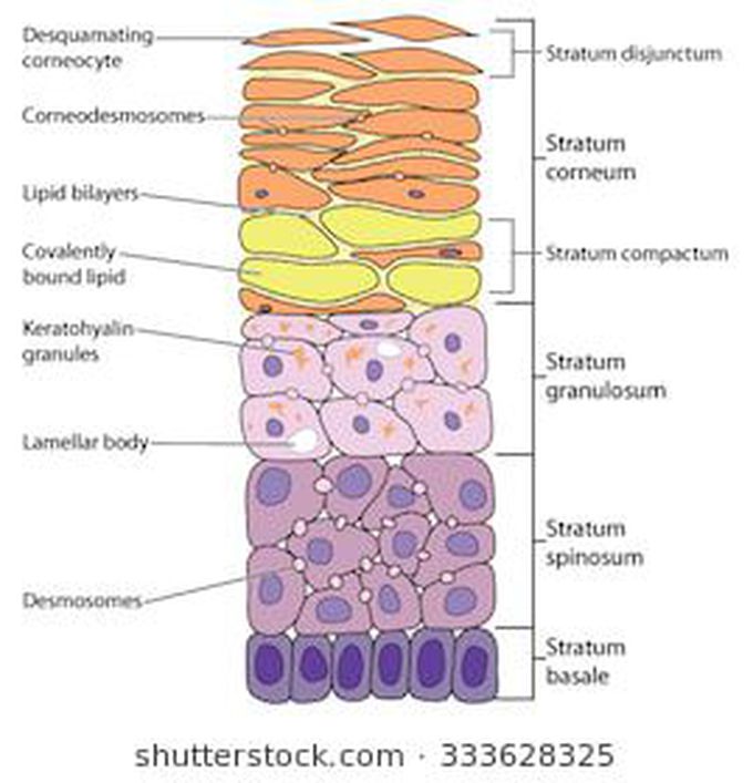 Skin layers