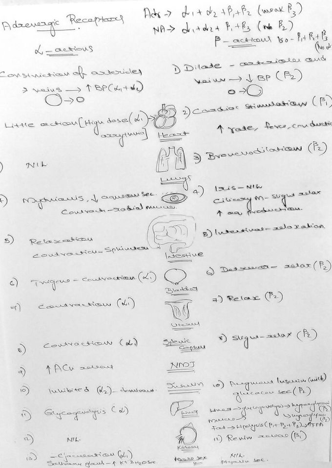 Adrenergic receptors