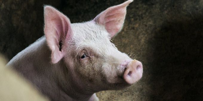 Pigs Were Slaughtered, Then Scientists Revived Their Brains Four Hours Later