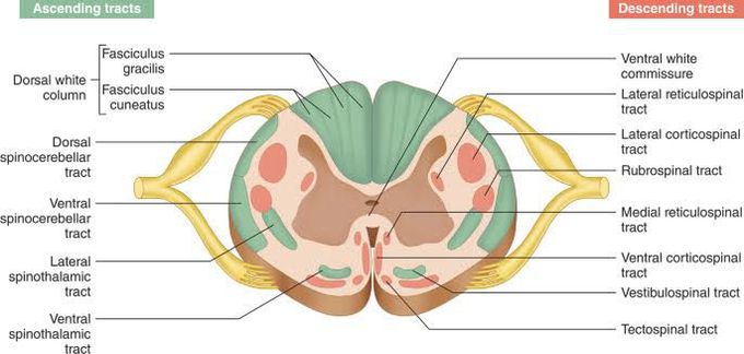 Anatomy of Spinal Cord