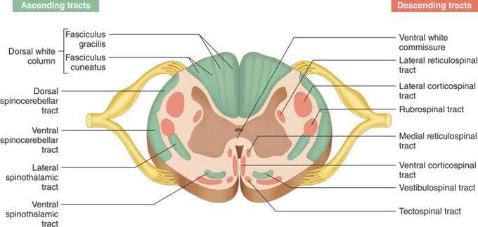 Anatomy of Spinal Cord