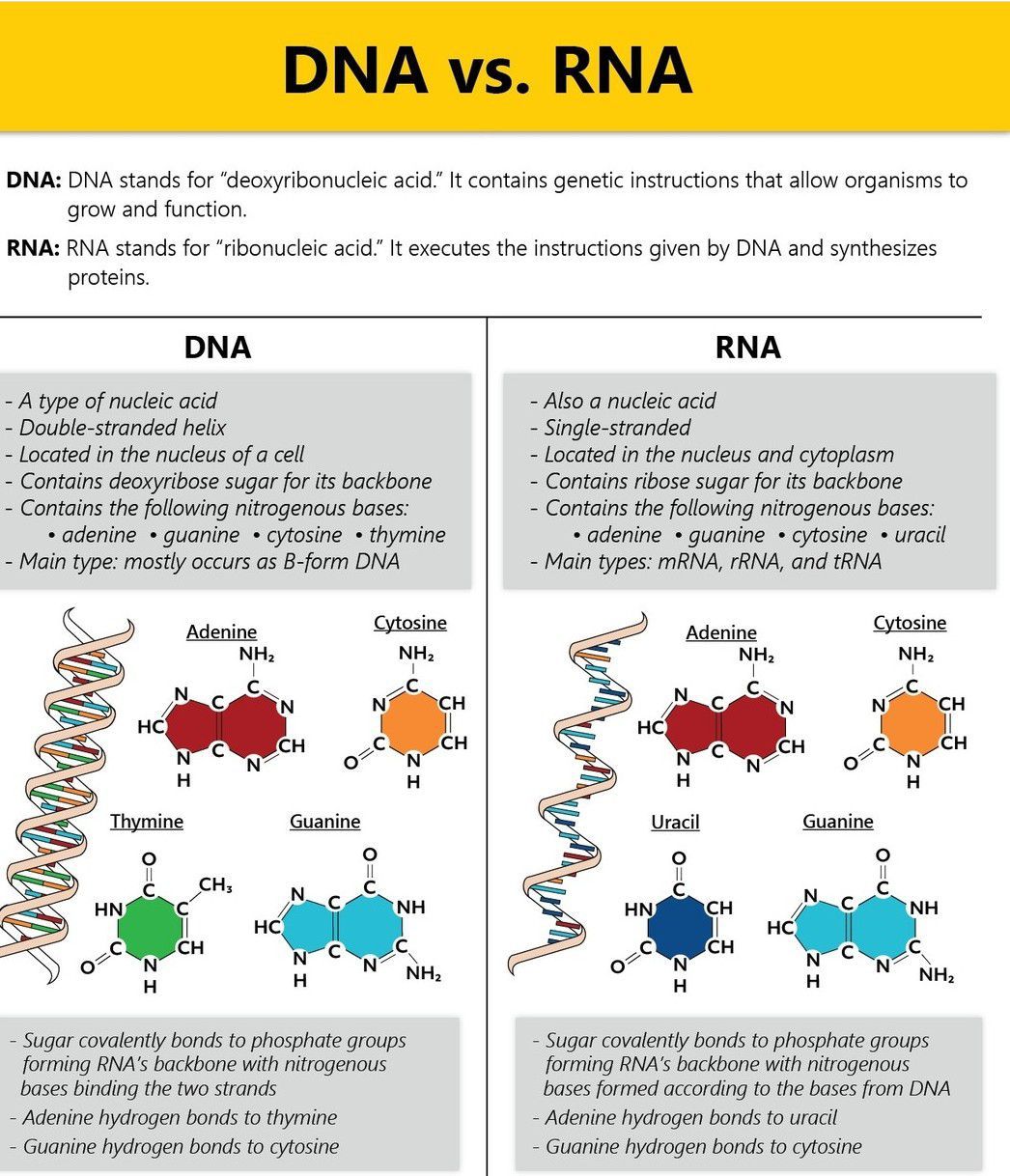 DNA Vs RNA - MEDizzy