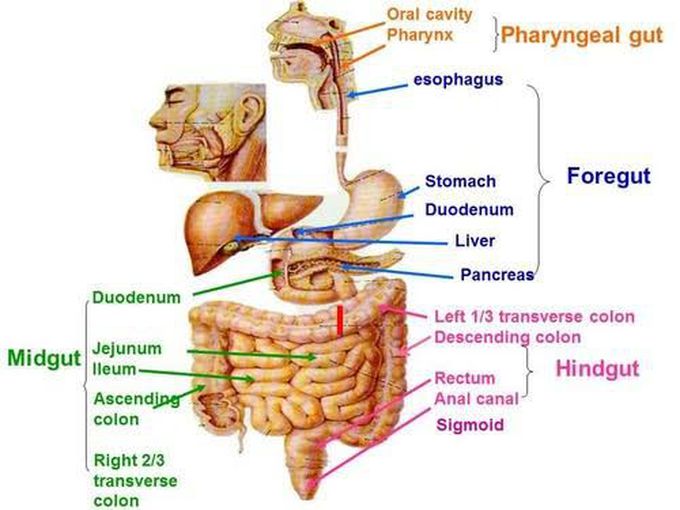 Normal Gastrointestinal embryology