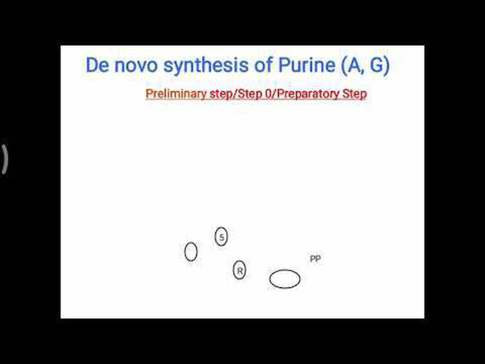 Basics of denovo purines synthesis.