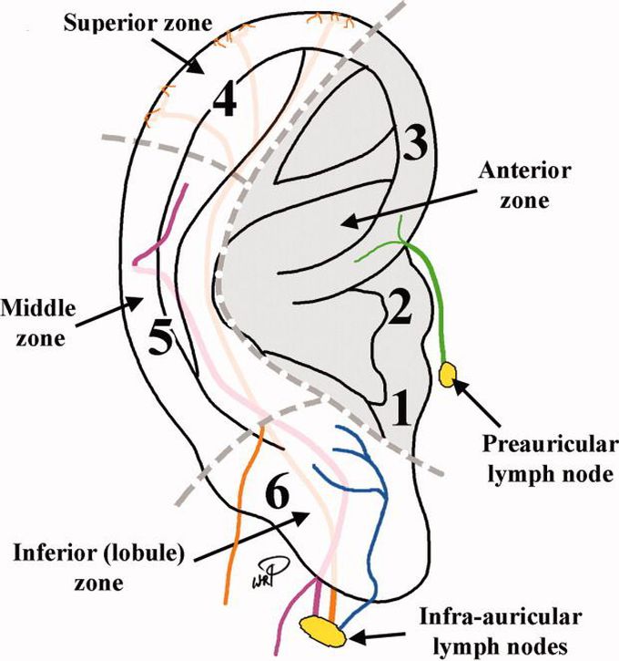 Lymphatic drainage of ear lobe.