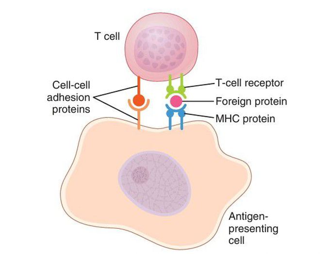 Activation of T cell