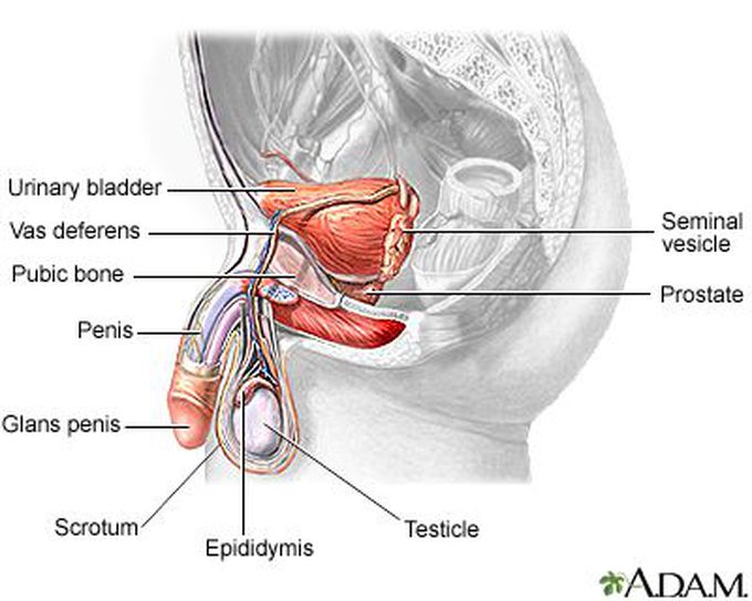 Prostate gland