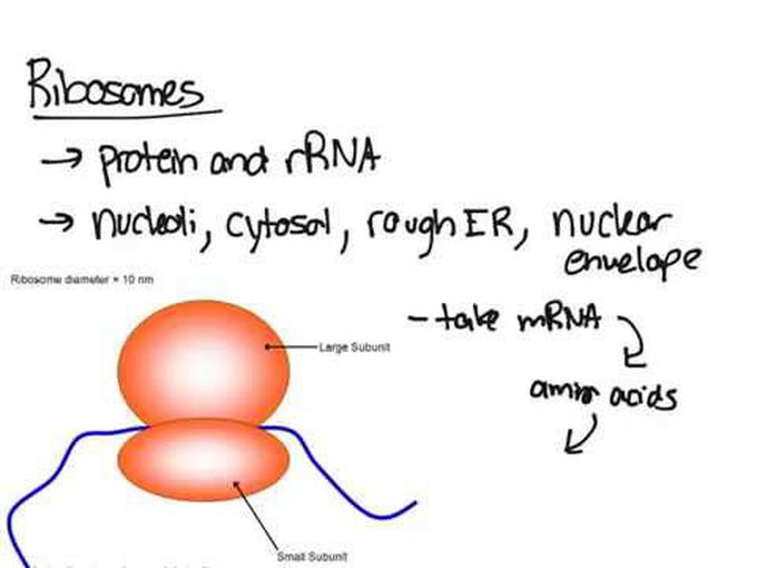 Ribosome-The protein factories of cell