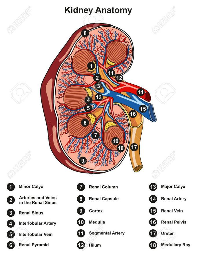 Refresh your information about kidney Anatomy
