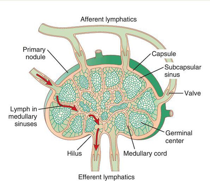 Lymph node