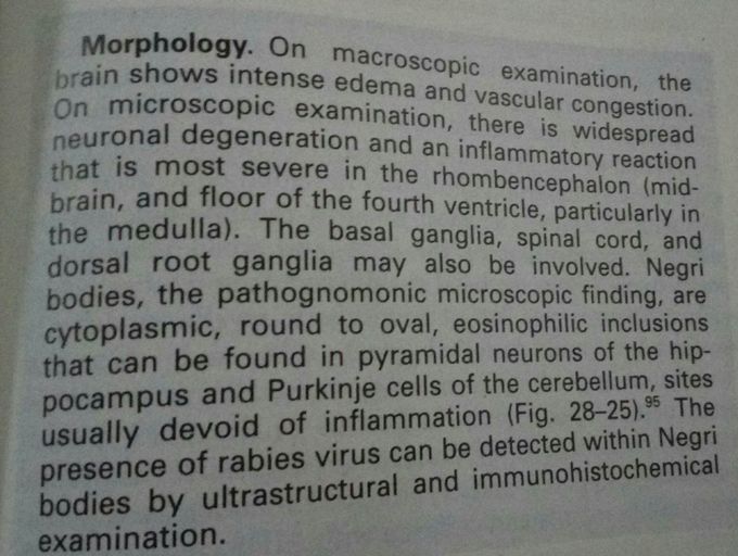 Rabies Morphology