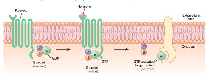 Mechanism of activation of a G protein–coupled receptor.