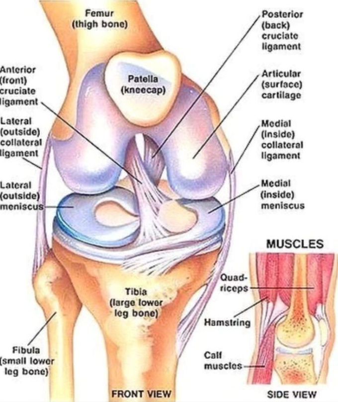 Knee Anatomy