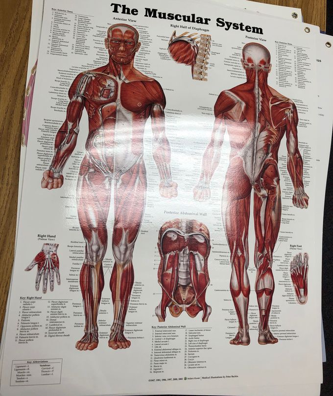 The muscular system