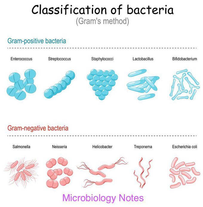 Classification of bacteria