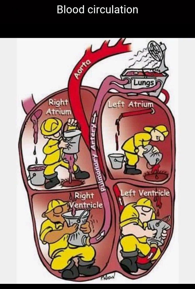Blood circulation....