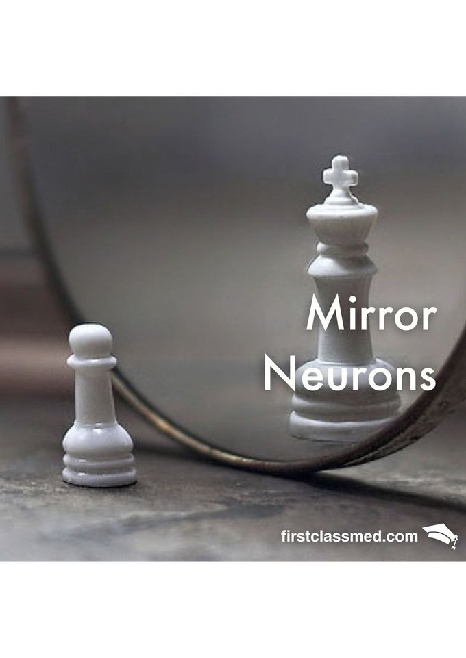 Mirror Neurons - A Reflection Into Our Neighbour's Mind