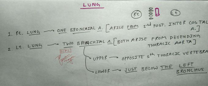 Lung's Blood supply