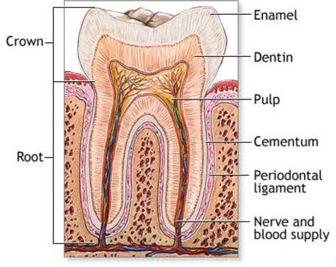 Tooth parts