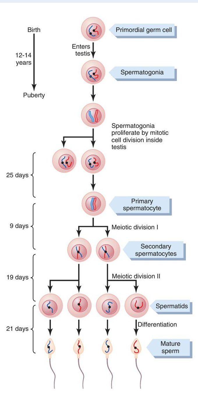 Cell divisions during spermatogenesis.