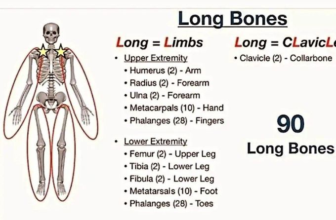 Long Bones