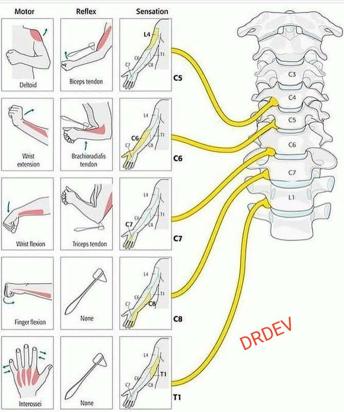 Myotomes of upper limb