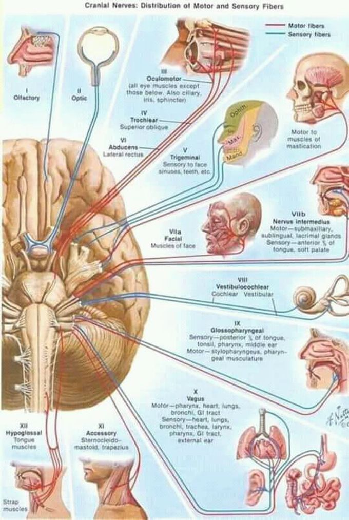 CRANIAL NERVES