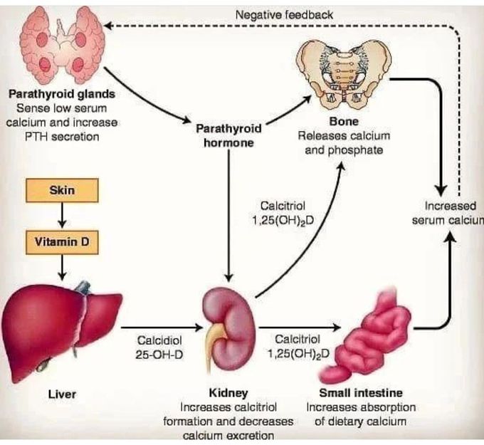 Vitamin D Metabolism