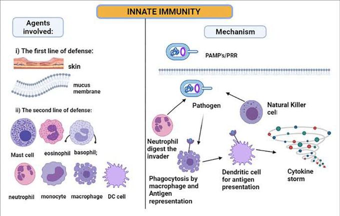 Innate Immunity mechanism