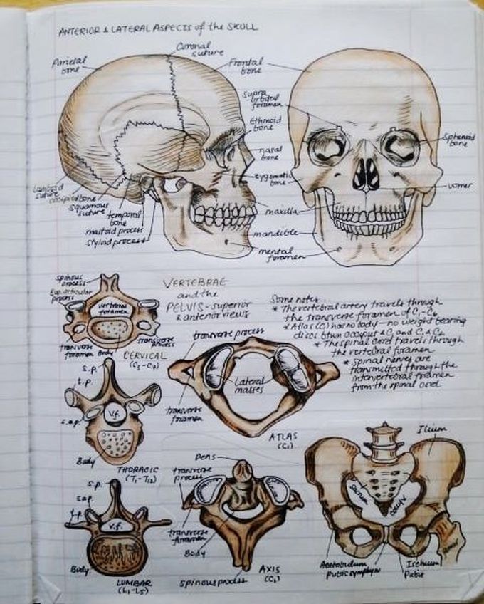 Anterior and lateral aspects of the skull