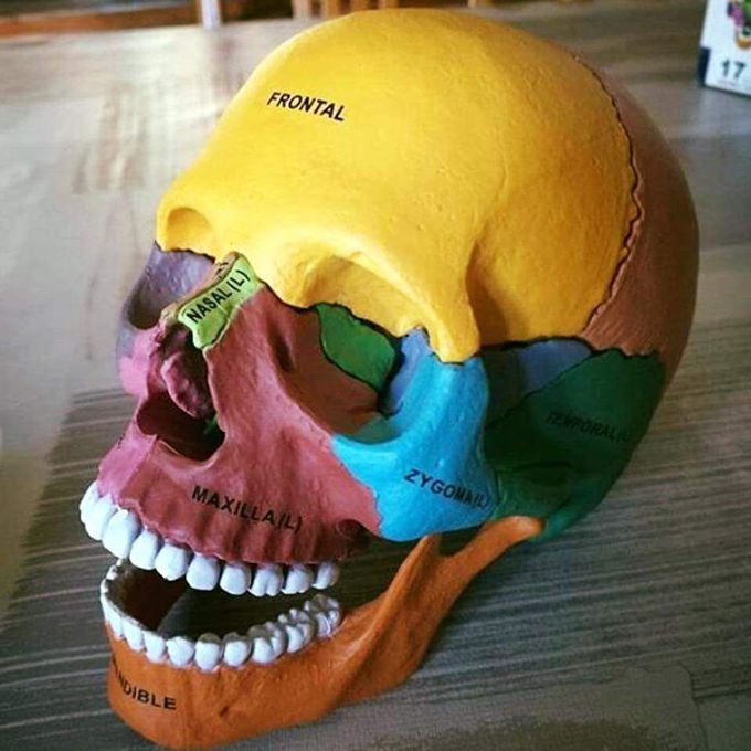 Skull Anatomy