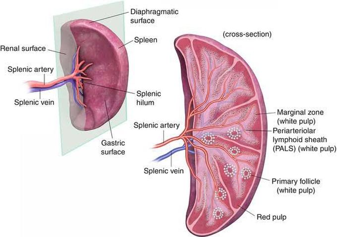 Spleen Anatomy