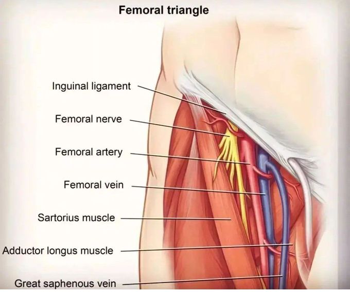 Femoral Triangle
