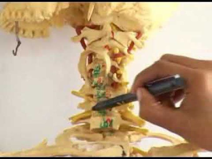 Anatomy- Cervical Vertebrae