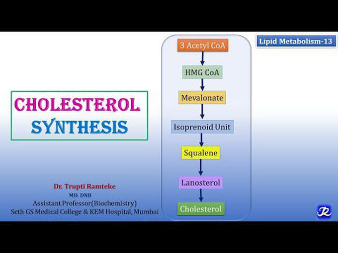 Introduction to Cholesterol synthesis