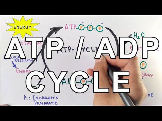 The ATP/ADP Cycle