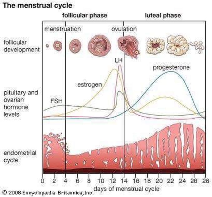 Mensturation