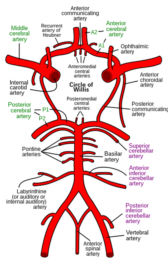 Circle of willis