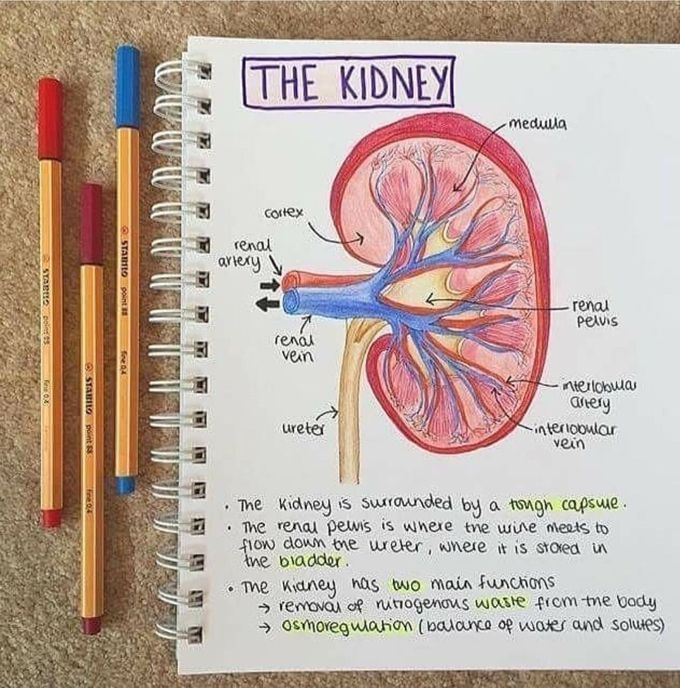 Kidney drawing