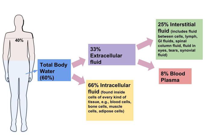 Distribution of water in human body