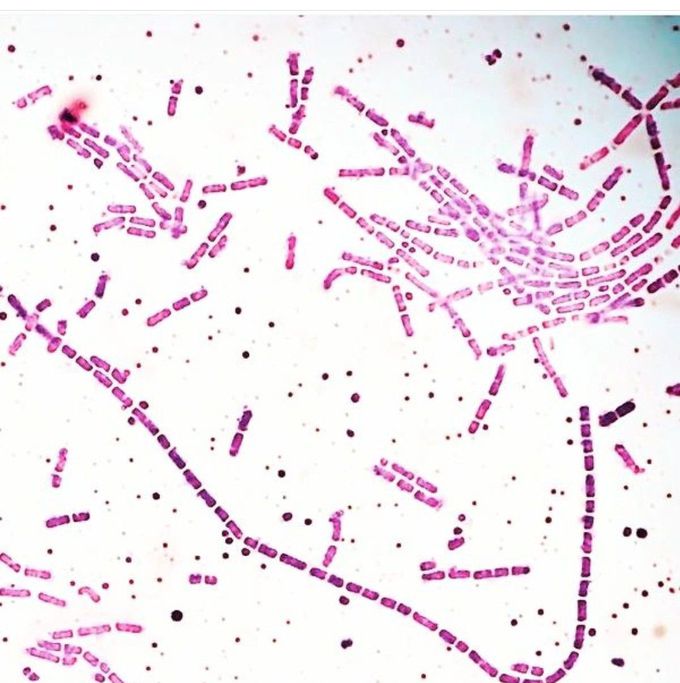 Bacillus Species