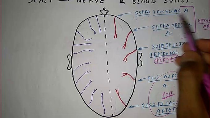 SCALP ( Nerve and Blood supply )