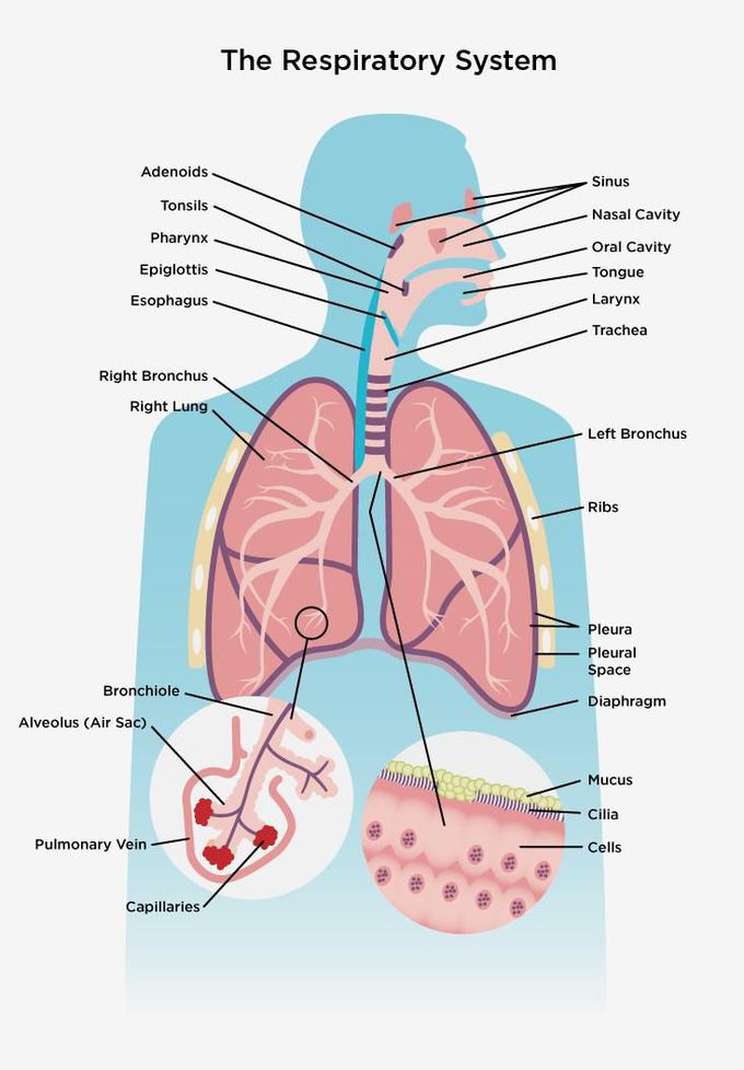 Respiratory system