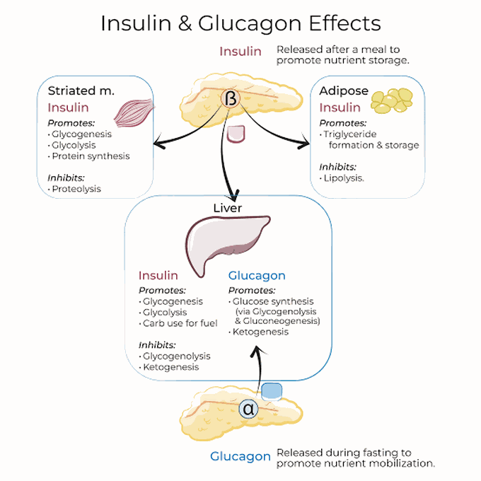 Insulin and glucagon effect