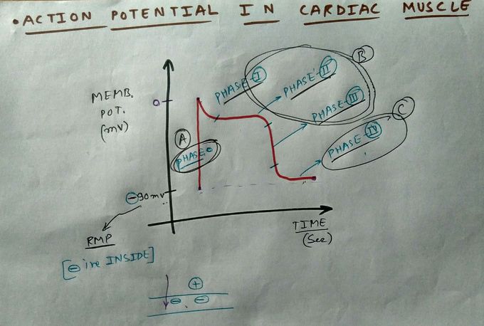 Cardiac muscle action potential