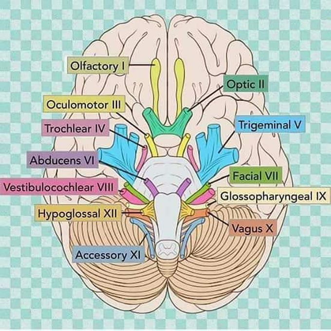 NERVE NAME