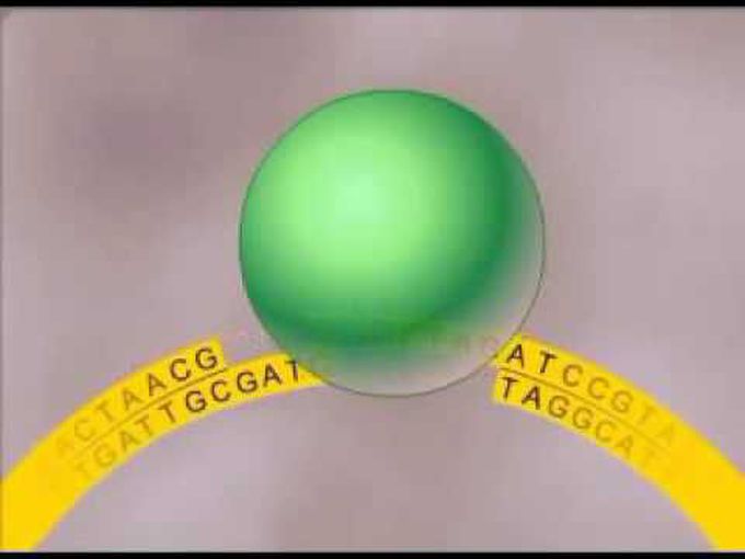 Steps of DNA Cloning