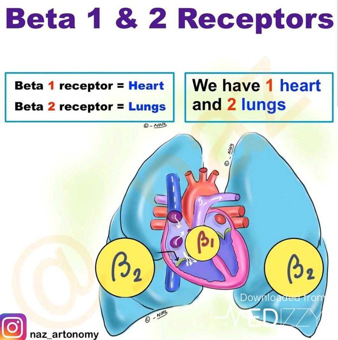 B1 & B2 receptors