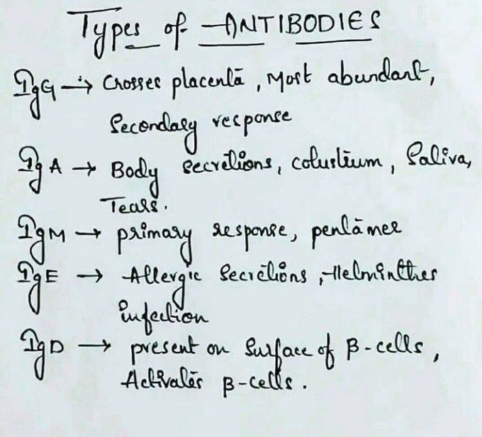 Types of antibodies