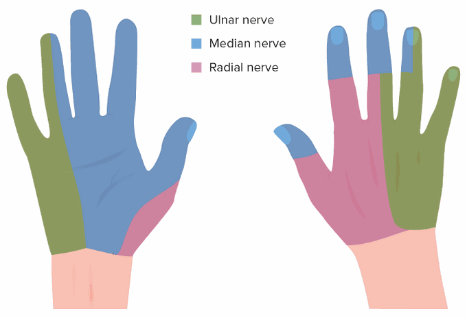 Nerve supply of hand